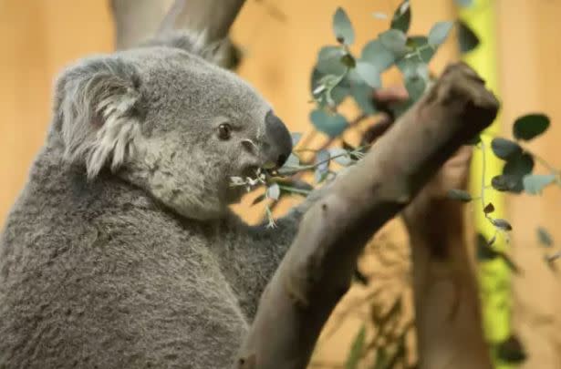 Tanami in his new surroundings (RZSS Edinburgh Zoo)