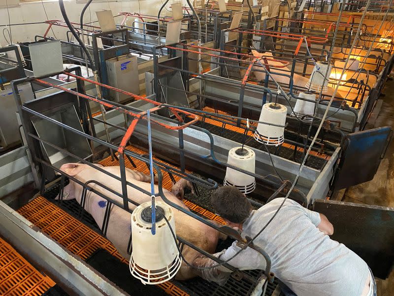 Farmer Ron Mueller helps a sow deliver a piglet on his farm in Cropsey