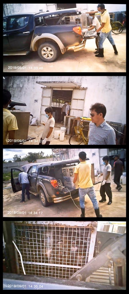 A Cambodian wildlife official watches as workers unload caged macaques from the back of a pickup truck.