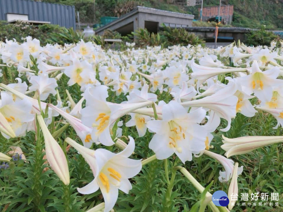 &#x0053f0;&#x007063;&#x00767e;&#x005408;&#x00662f;&#x0053f0;&#x007063;&#x007684;&#x007279;&#x006709;&#x007a2e;&#x00ff0c;&#x006625;&#x00590f;&#x0066f4;&#x008fed;&#x004e4b;&#x00969b;&#x006191;&#x005c71;&#x004f9d;&#x006d77;&#x00633a;&#x007acb;&#x007dbb;&#x00653e;