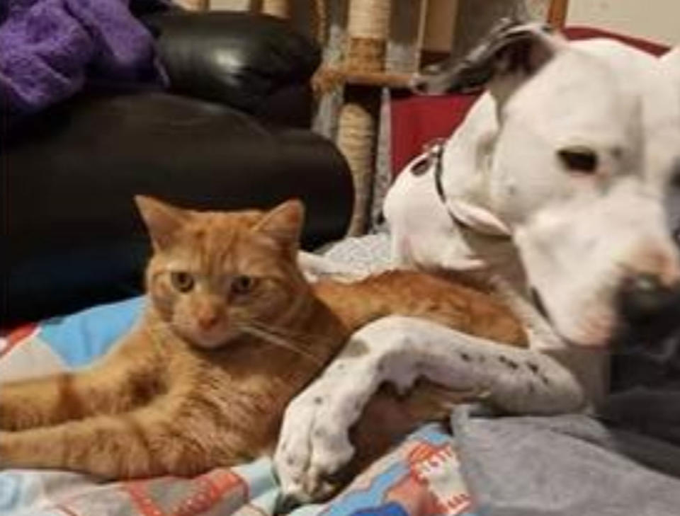 Melbourne mum Tracy Kenwery was left horrified when she returned home on Tuesday to find her dog Amigo (right) dead at her Altona home. Source: Facebook