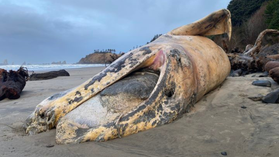 OR Coast: Gray whale washes ashore at Crescent Beach