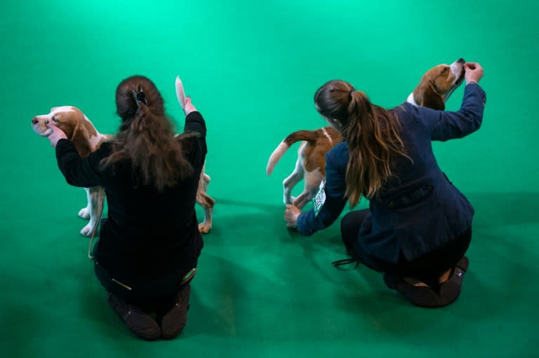 Owners show Beagle dogs to be judged on the first day of the Crufts dog show at the National Exhibition Centre in Birmingham