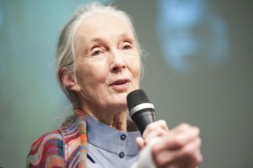 jane goodall world bank