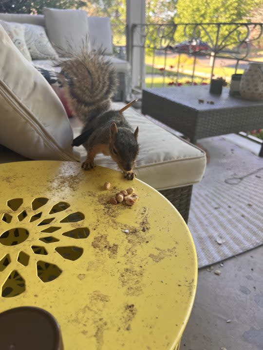 An injured squirrel eats some nuts.