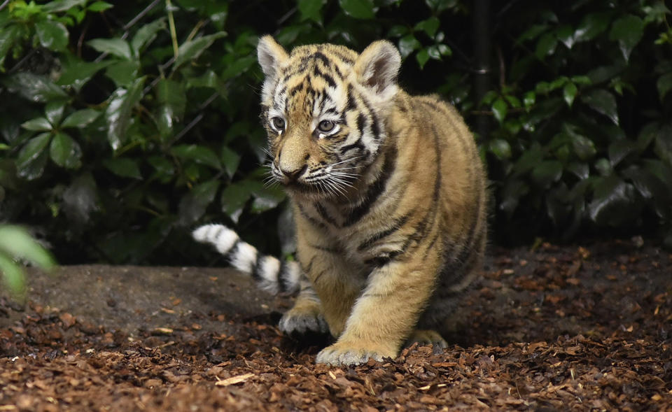 <p>Seven week old newborn Amur (Siberian) tiger cubs play with their mother Maruschka in their enclosure at Tierpark Hagenbeck on August 3, 2017 in Hamburg, Germany. (Photo: Christian Augustin/Getty Images) </p>