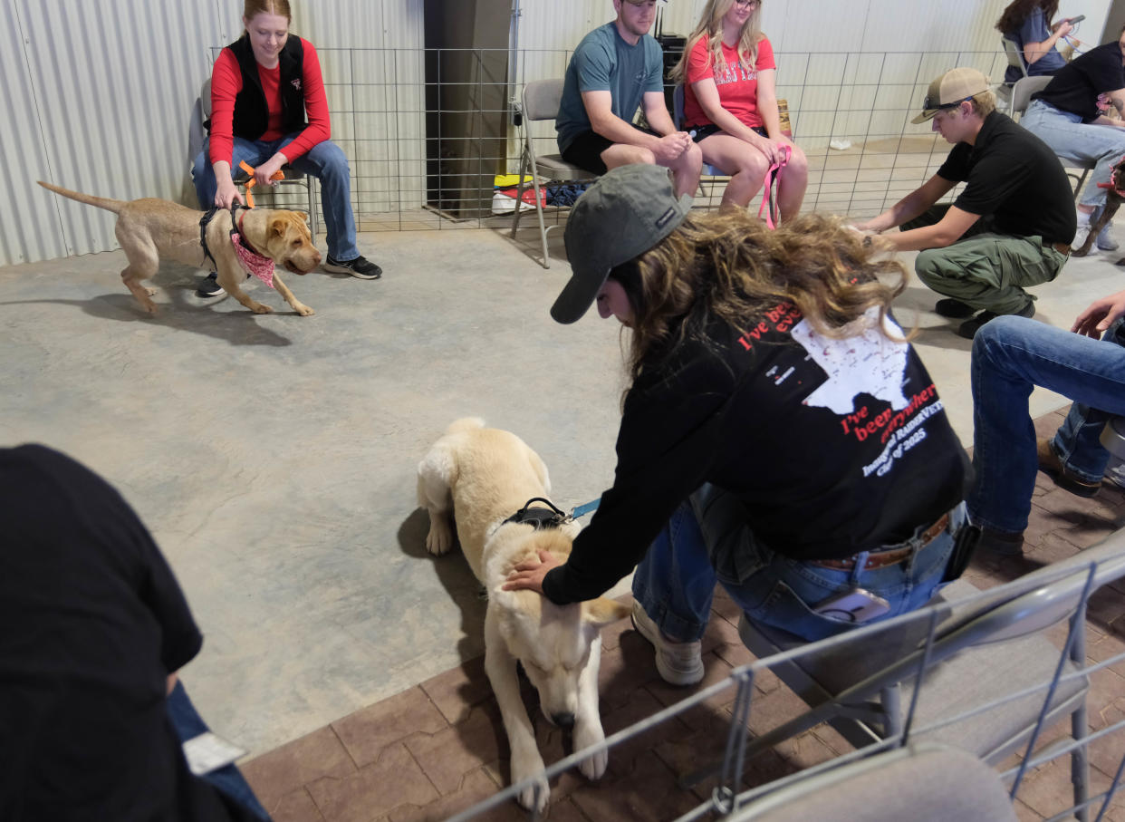 Dogs up for adoption participate in a meet in greet with prospective owners at the Texas Tech School of Veterinary Medicine "Barks and Recreation" event Saturday at Mariposa Station in west Amarillo.