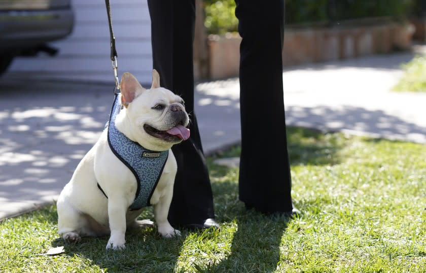 A French bulldog sits near an area on North Sierra Bonita Ave. where Lady Gaga's dog walker was shot and two of her French bulldogs stolen, Thursday, Feb. 25, 2021, in Los Angeles. The dog walker was shot once Wednesday night and is expected to survive his injuries. The man was walking three of Lady Gaga's dogs at the time but one escaped. (AP Photo/Chris Pizzello)