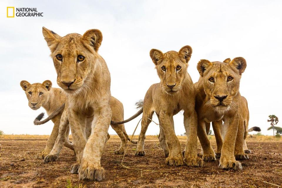 Photo: Kym Illman/2016 National Geographic Nature Photographer of the Year)