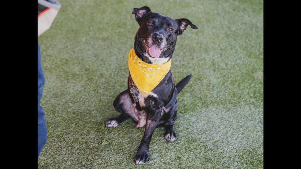 “Nena A2437256 is a playful 6-year-old girl. This three-legged beauty loves running around the playground and does not let her amputated leg slow her down. Nena is an affectional little lady who is looking for a family to love.”
