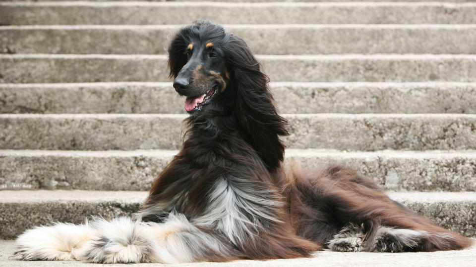 Afghan hound