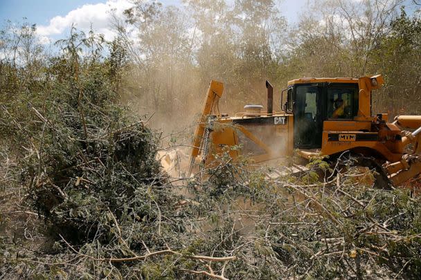 PHOTO: A bulldozer clears jungle for the construction of section 4 of the new Mayan Train route, near Nuevo Xcan, Chemax, Yucatan, Mexico, March 3, 2022. (Jose Luis Gonzalez/Reuters)