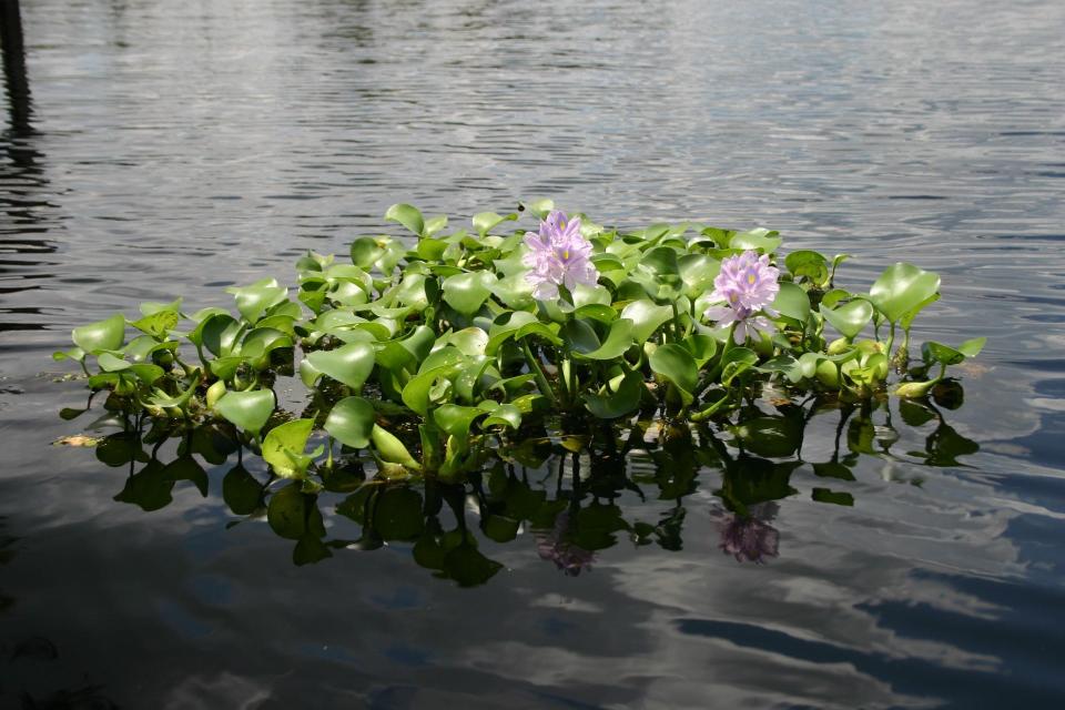 Water hyacinth is a free-floating invasive species spread across the southeast and beyond. It can clog waterways for boats and navigation but also shades out species under the water and displace native species.