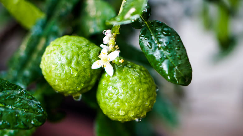 Limes growing on a tree