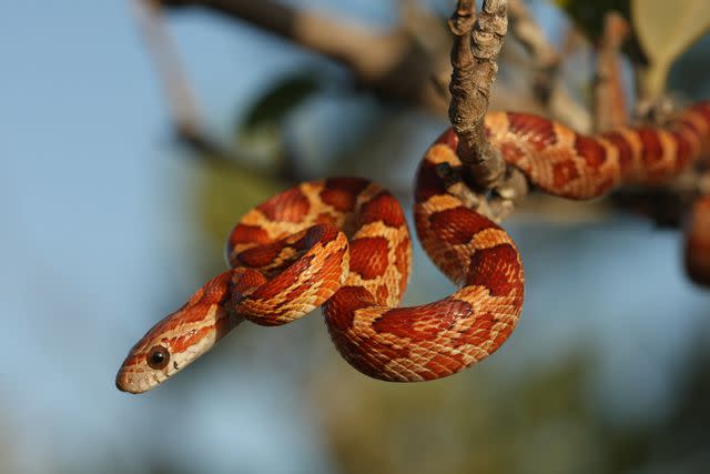 Nathan Shepard / Getty Images Corn snakes make great low maintenance pets.