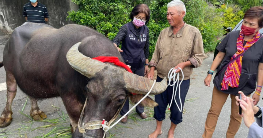 朴子最後一頭水牛退休了。（圖／翻攝自姜紅梅臉書）