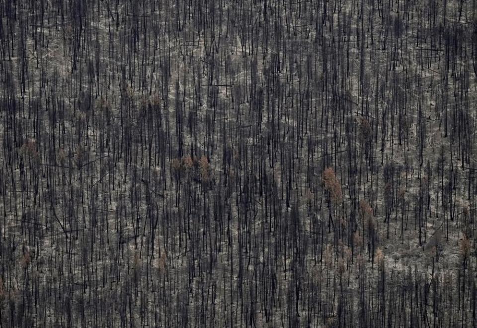 Trees burned by the Bush Creek East wildfire stand in Squilax, British Columbia, on 11 September.