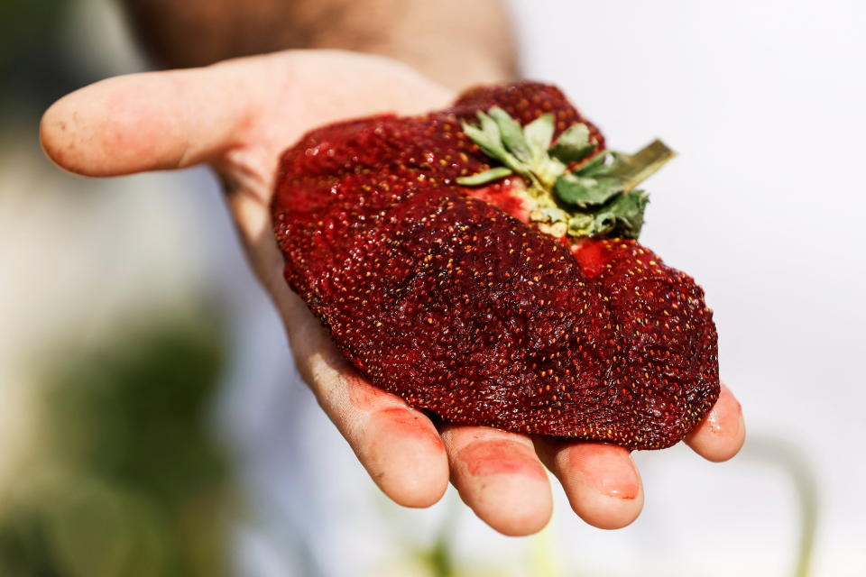 289 Gramm für die Ewigkeit: Der israelische Landwirt Chahi Ariel präsentiert die schwerste Erdbeere der Welt (Foto: REUTERS/ Amir Cohen)