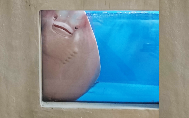日本一名水族館飼育員在推特上傳魟魚的照片，貌似扶在窗邊偷窺監視的樣子，有趣的畫面引發話題。（圖片翻攝推特@tm3aqua）