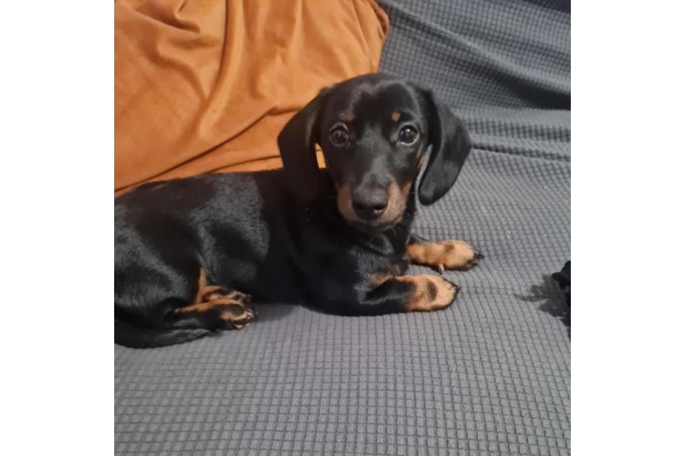 Sally the dachshund puppy is back on her paws after a life-saving hernia op <i>(Image: Eastcott Vets)</i>