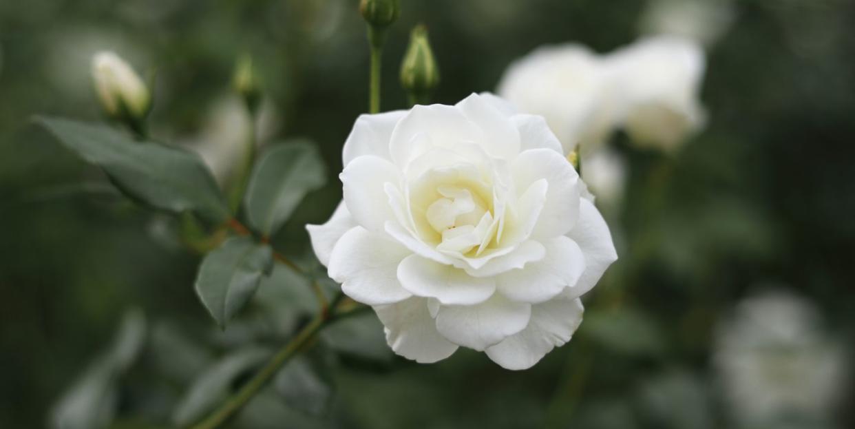 lovely white roses rosa iceberg korbin rose in bloom originally bred by reimer kordes,germany,1958, hybrid ,floribunda rose ,also known as korbin ,fée des neiges and schneewittchen,one of the worlds favourite roses ,inducted into the rose hall of frame in 1983