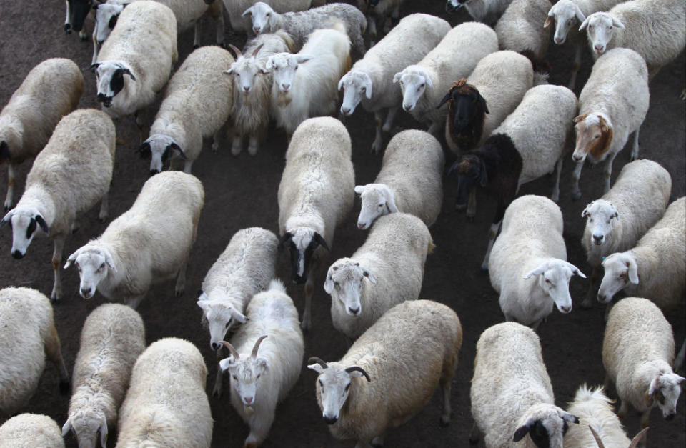 The farmer was enraged after he found one of his sheep on a neighbouring farmer's property. Source: Getty, file.