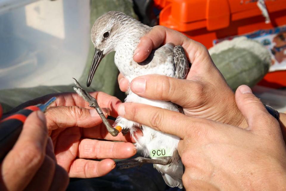 In the Cape Romain National Wildlife Refuge, S.C. Department of Natural Resources biologists attach a tracking band to a thin red knot so they can identify it later.