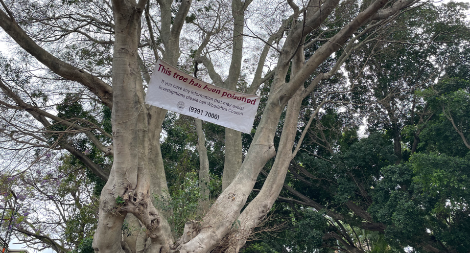 A close up into the branches showing Woollarha Council's sign.