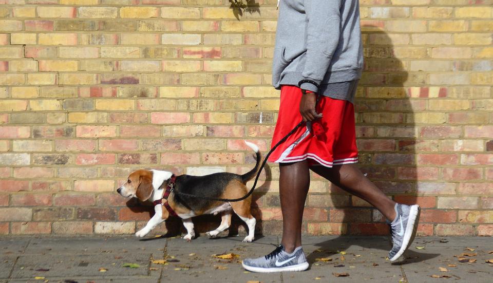 A man walks his beagle along a residential street in London, England.