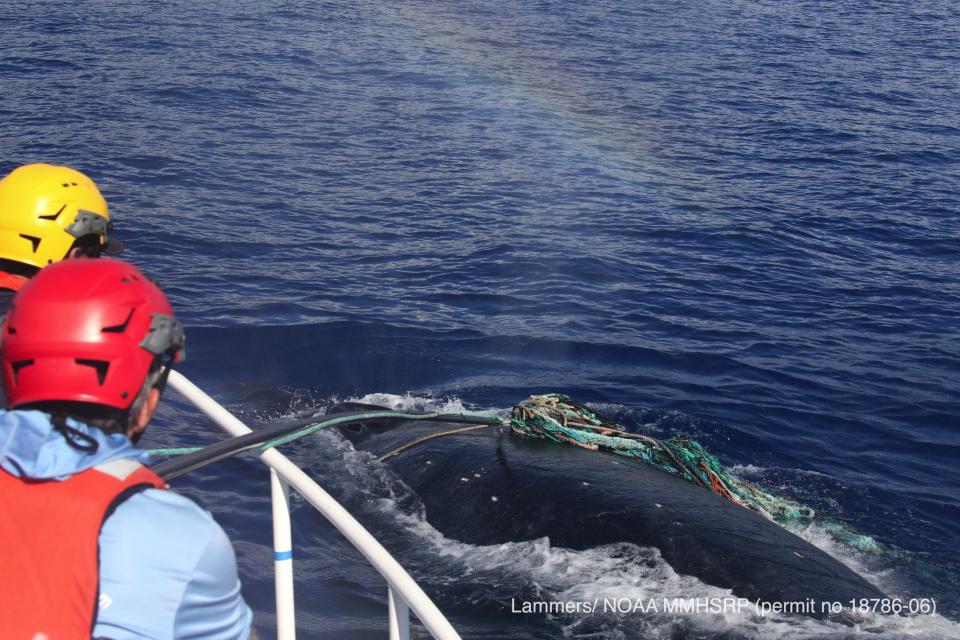 This photo provided by the National Oceanic and Atmospheric Administration shows an entangled humpback whale in the Hawaiian Islands Humpback Whale National Marine Sanctuary off Maui. The female humpback, traveling with a male and a calf, was freed on Monday, Feb. 14, 2022. (M. Lammers/NOAA via AP) (MMHSRP Permit # 18786-06)