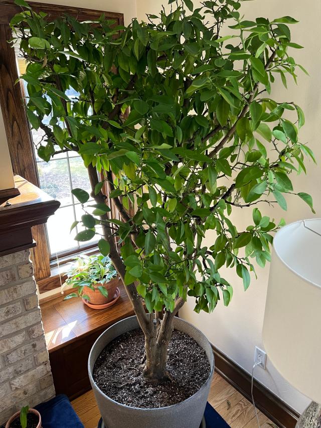 Mark Was of Wauwatosa, Wisconsin, has had his grapefruit tree for nearly 61 years. It summers out on the patio, but getting it back in the house for winter takes muscle and some creative maneuvering.