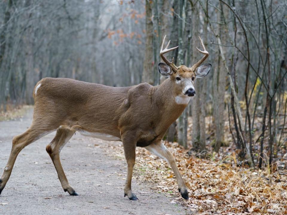 Three white-tailed deer found to be infected with the virus that causes COVID-19 appeared healthy and showed no signs of the disease, according to Environment and Climate Change Canada. (Paul Chiasson/The Canadian Press - image credit)