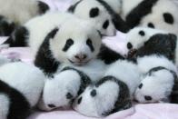 Giant panda cubs lie in a crib at Chengdu Research Base of Giant Panda Breeding in Chengdu, Sichuan province, September 23, 2013. Fourteen new joiners to the 128-giant-panda-family at the base were shown to the public on Monday, according to local media. (REUTERS/China Daily)