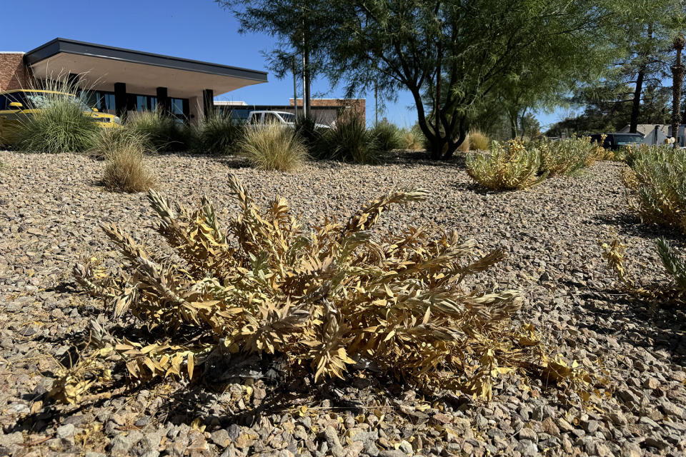 A gopher spurge succulent in Las Vegas that withered and died as a result of too much heat and sun exposure. (Denise Chow / NBC)