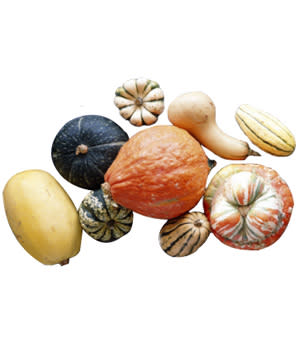 <div class="caption-credit"> Photo by: Pamela Moore/Getty Images</div><b>Winter Squashes</b> <br> Varieties such as acorn, butternut, delicata, and spaghetti will last for about a month or more in the pantry.