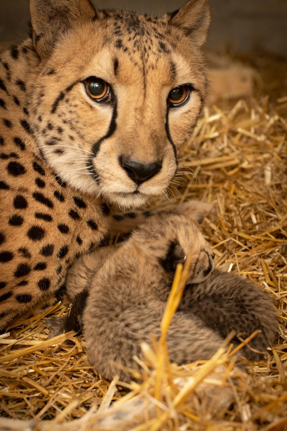 Two cheetah cubs with their surrogate mother, Izzy, at the Columbus Zoo and Aquarium.