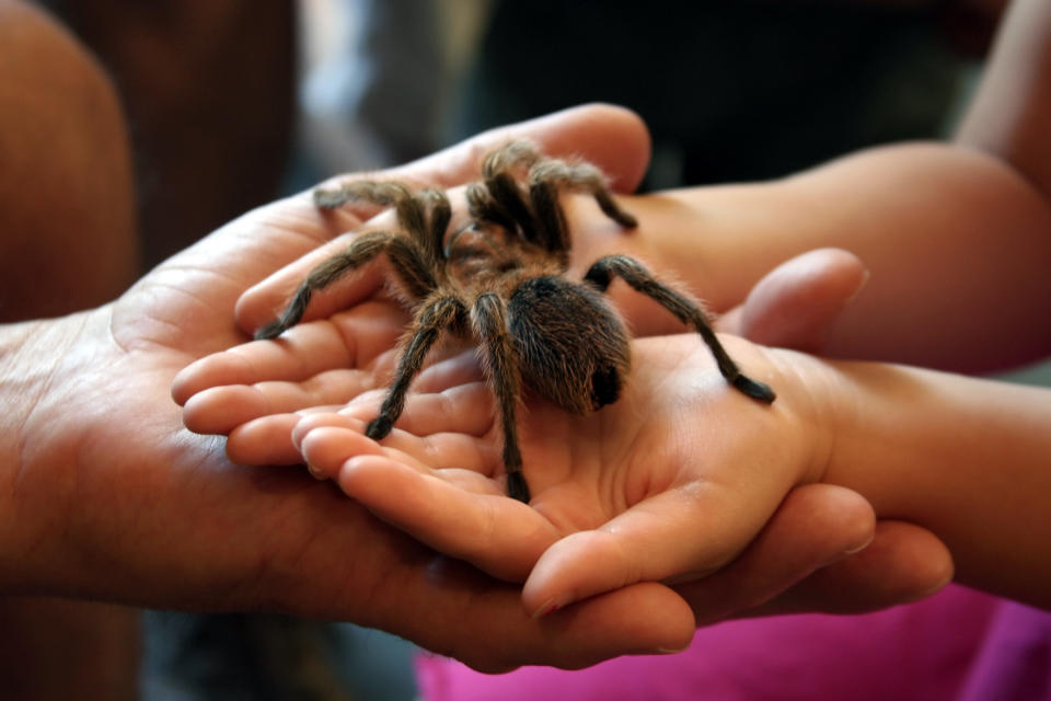 Child holding a huge spider at a natural science museum.