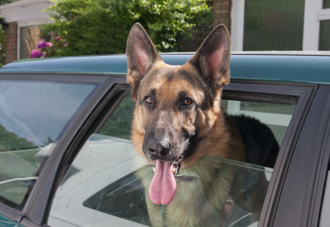 The RSPCA say dogs shouldn’t be left alone in cars on a warm day (Picture: Rex)