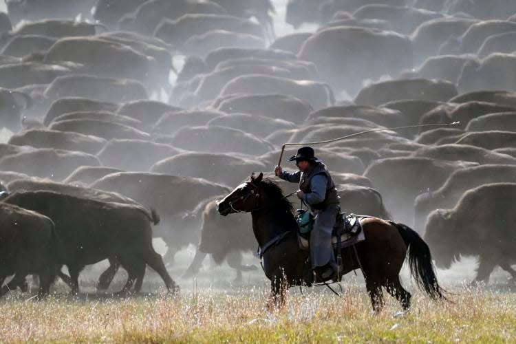 Chad Kremer, the Bison Herd Manager for Custer State Park, cracks his whip helping run the bison down a hill.