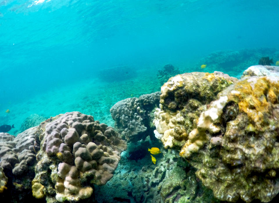 This Sept. 12, 2019 photo shows bleaching coral in Kahala'u Bay in Kailua-Kona, Hawaii. Just four years after a major marine heat wave killed nearly half of this coastline’s coral, federal researchers are predicting another round of hot water will cause some of the worst coral bleaching the region has ever seen. (AP Photo/Caleb Jones)