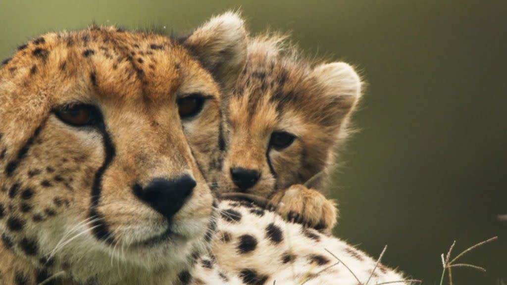 The Way of the Cheetah Streaming: Watch & Stream Online via Disney Plus