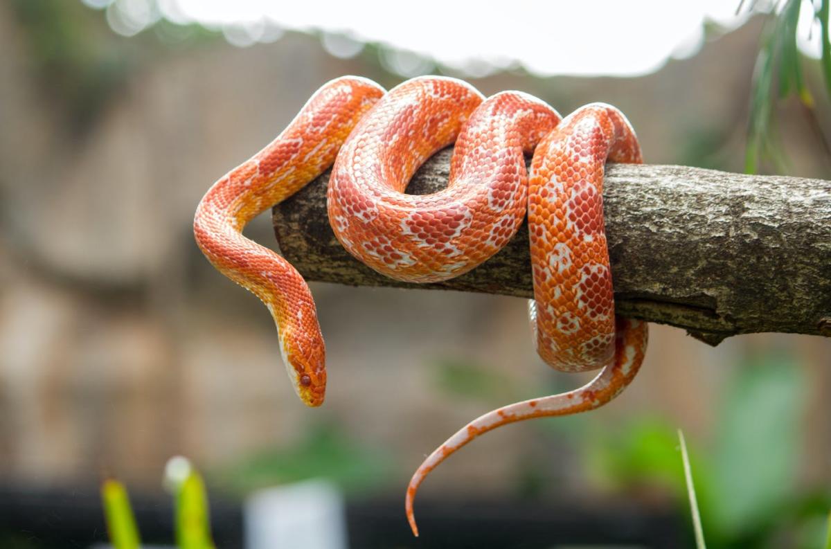 Ophiophobie Quand La Peur Des Serpents Paralyse