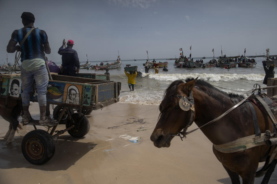 Men wait to load their horse-drawn carts with the catch brought by fishermen at Bargny beach, some 35 kilometers (22 miles) east of Dakar, Senegal, Thursday April 22, 2021. In Bargny and other coastal villages of Senegal, traditional fishing and processing of the catch is a livelihood and a pride. Methods have been passed down through generations. Women work as processors — drying, smoking, salting and fermenting the catch brought home by men. (AP Photo/Leo Correa)