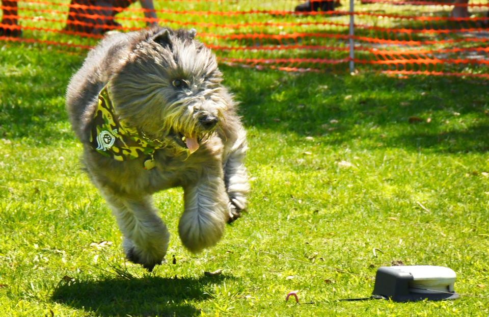 Dogs can try out lure and agility courses at "Woof It Up" at Riverfront Park in Cocoa Village on Sunday, April 14. Visit bcdtc.clubexpress.com.