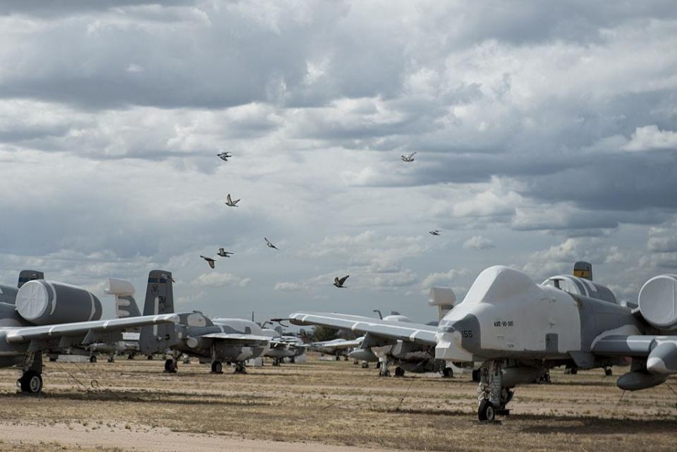 Birds fly past Fairchild Republic A-10 Thunderbolt II aircraft stored in the boneyard at the Aerospace Maintenance and Regeneration Group on Davis-Monthan Air Force Base in Tucson, Arizona on May 13, 2015.
