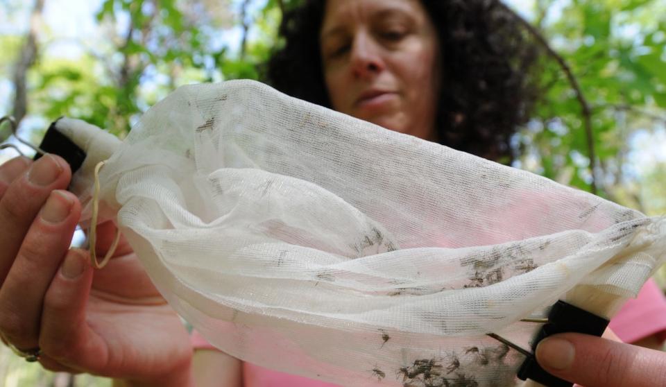 Gabrielle Sakolsky, superintendent of the Cape Cod Mosquito Control Project, holds a bag used to collect mosquitoes, in a 2020 photo.