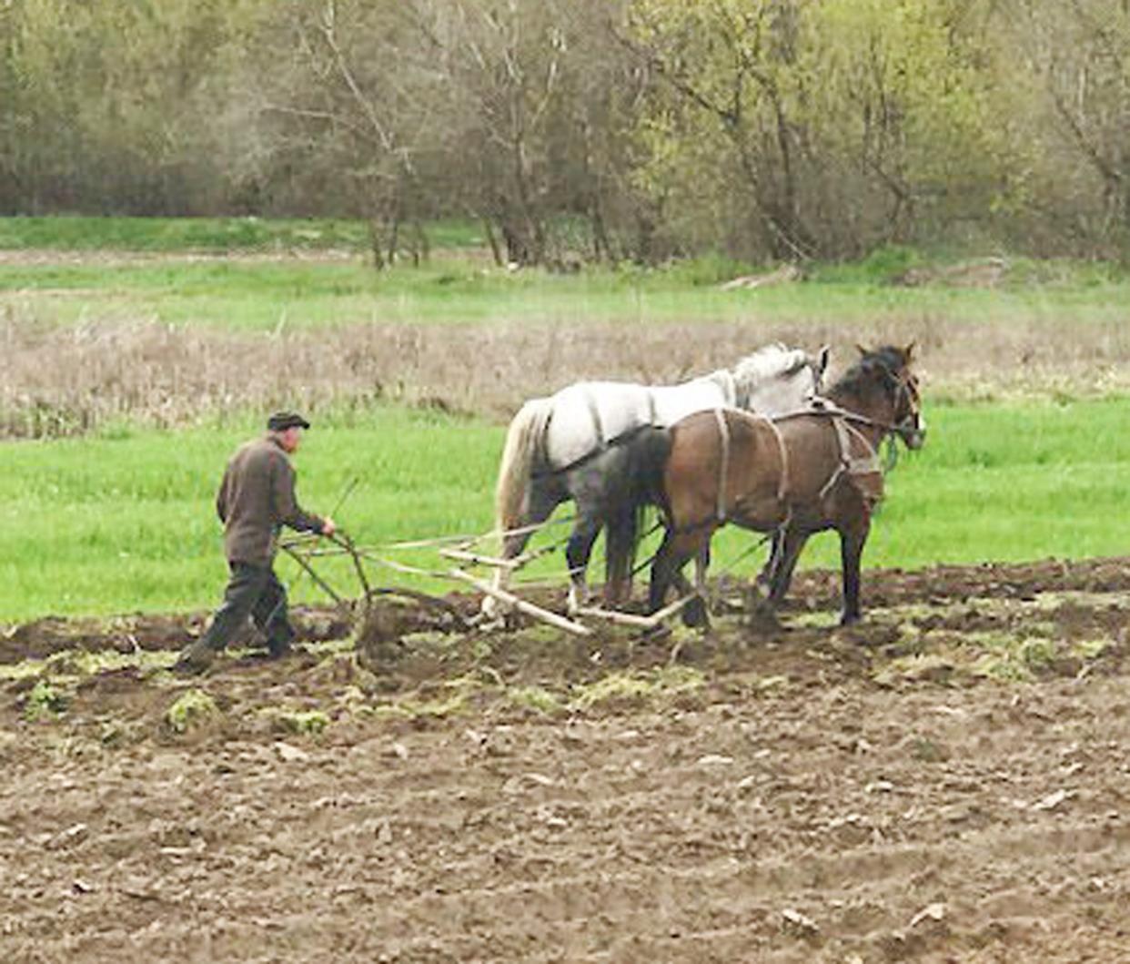 A few small farms in Ukraine use horses for fieldwork.