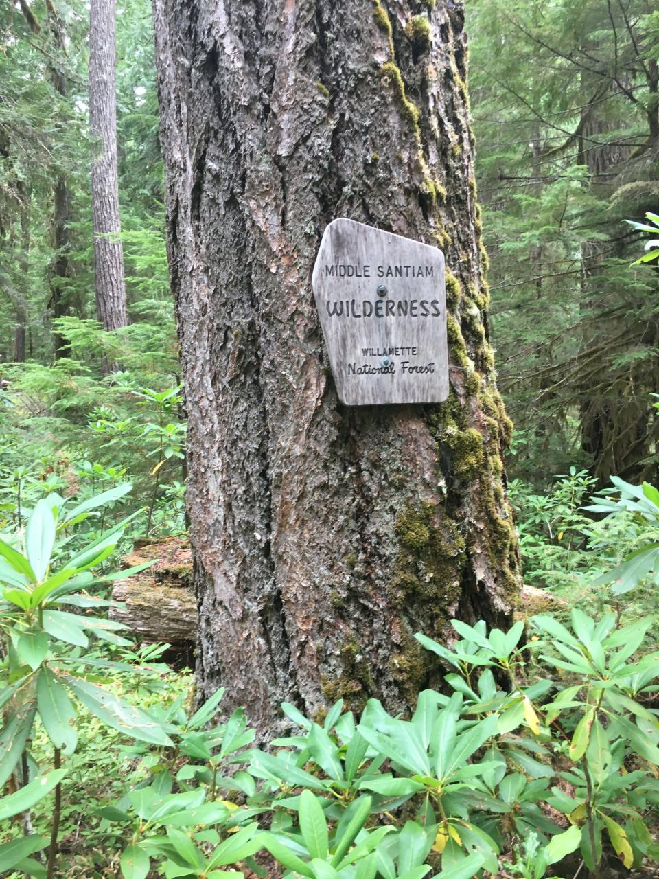 Part of the Old Cascades backpacking loop travels through part of the Middle Santiam Wilderness.