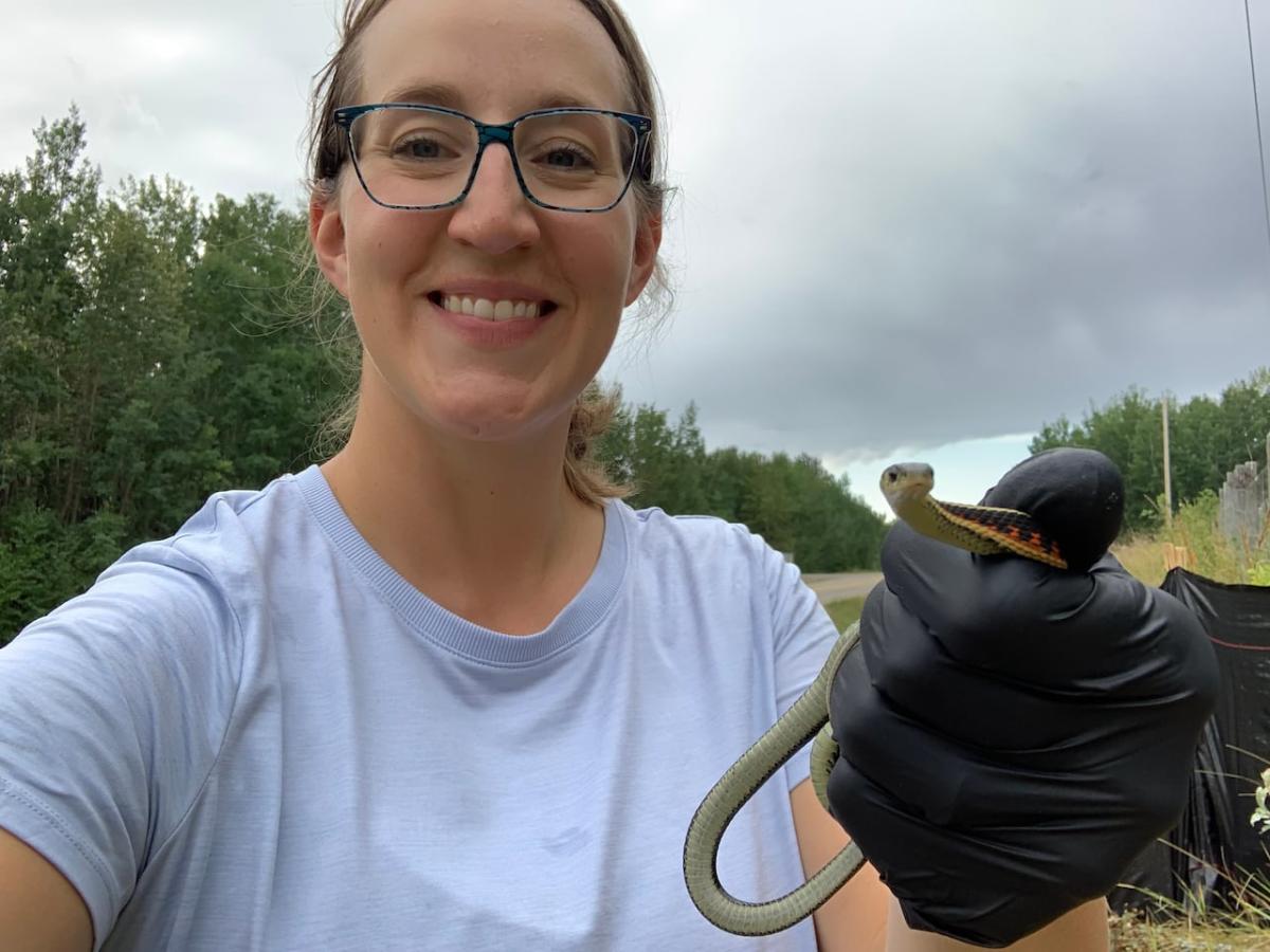 Volunteer snake wranglers have hands full protecting at-risk reptiles from Edmonton roads