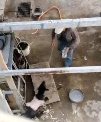 ▲米可白21日公布一支狗狗被主人抽打的影片。（圖／米可白 臉書）